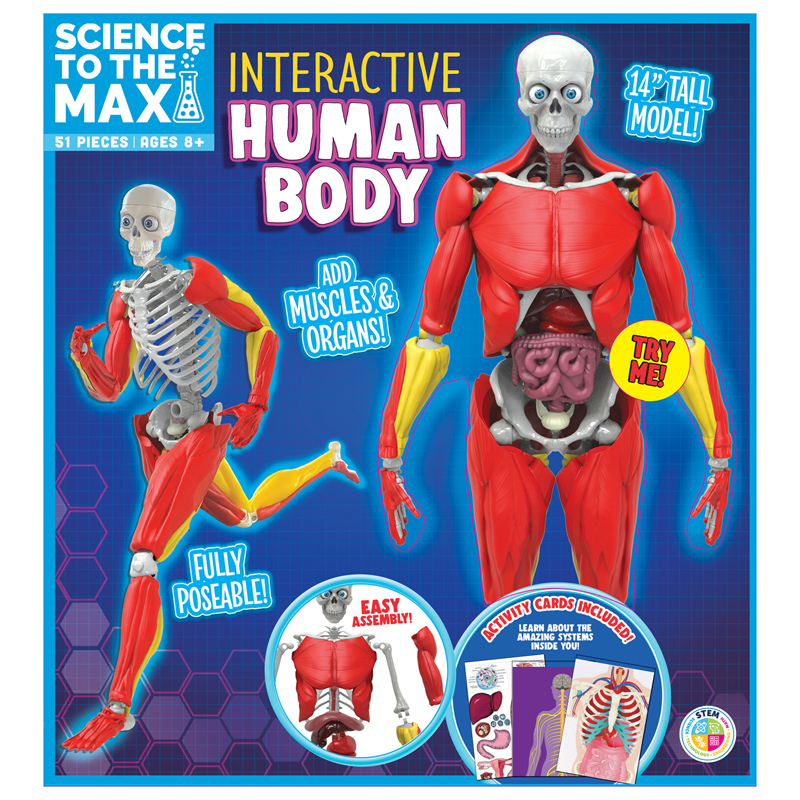 Interactive Human Body | OEC Workplace Solutions